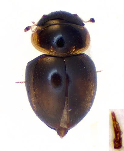 Réf. 351 908 : Clambus pallidulus